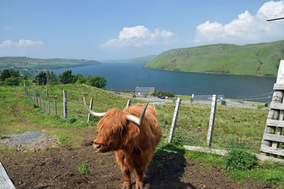 View of a sheep on landscape