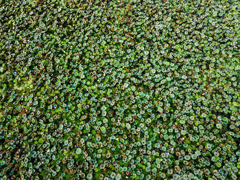 Full frame shot of plants growing on field