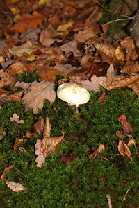 Close-up of mushroom on ground