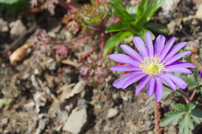 High angle view of pink flowering plant
