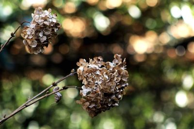 Close-up of plant against blurred background