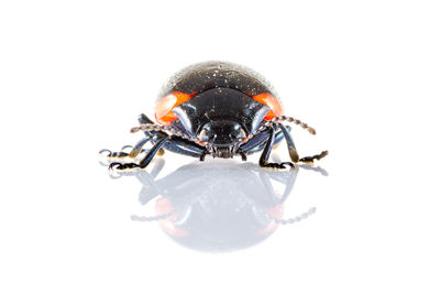 Close-up of insect on white background