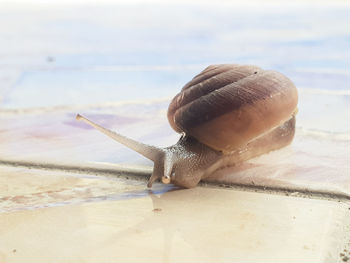 Close-up of snail