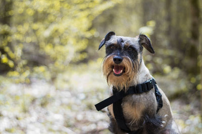 Portrait of dog outdoors