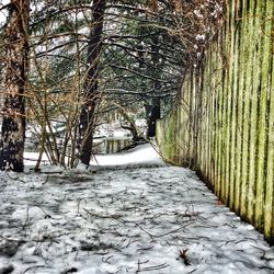 Footpath passing through forest