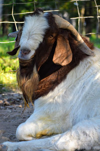 Close-up of a goat