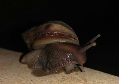 Close-up of snake against black background