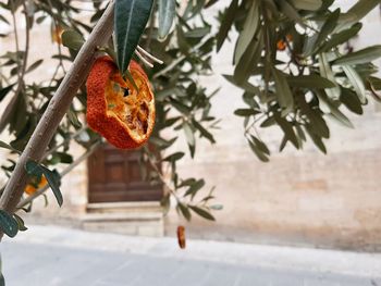 Close-up of fruits hanging on tree