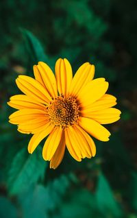 Close-up of yellow flower