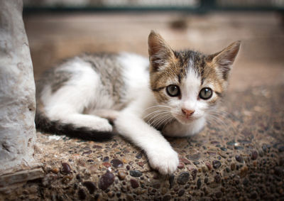 Close-up portrait of kitten resting on steps