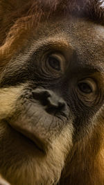 Close up portrait of gorilla