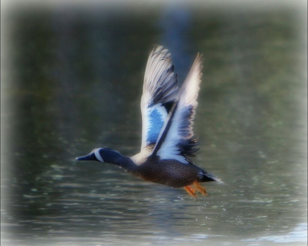 Wood duck 