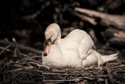 Close-up of swan in nest