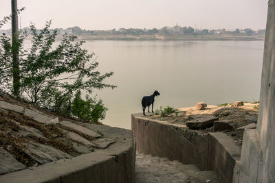 View of goat standing on a wall by the sea