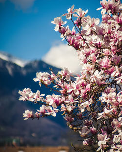 Flowery magnolia tree