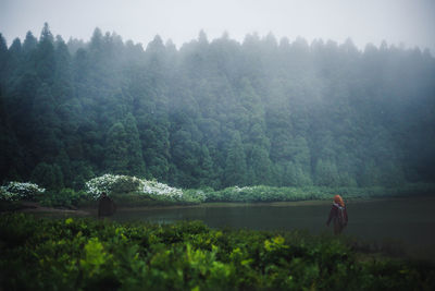 Scenic view of forest