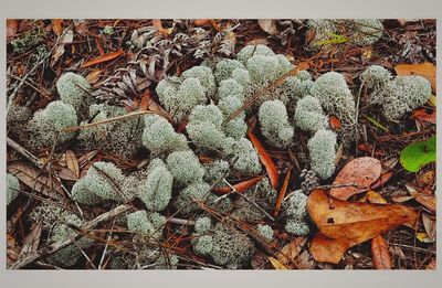 Leaves in autumn