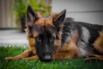 Close-up portrait of dog lying on grass