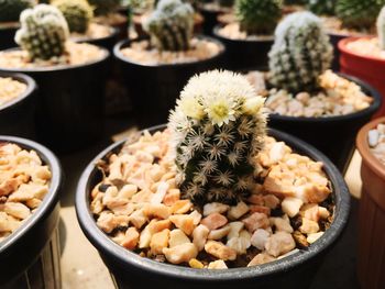 High angle view of cactus plants in pot