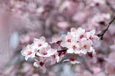 Close-up of pink cherry blossoms