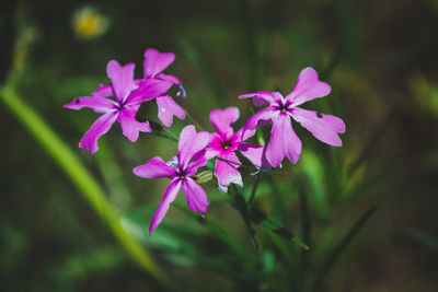 Close-up of pink flowering plant