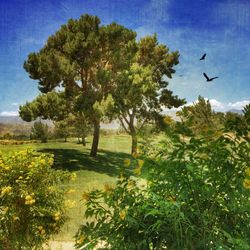 Bird flying over trees