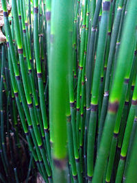 Full frame shot of bamboo plants