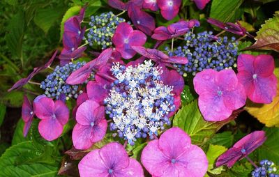 Close-up of pink flowers