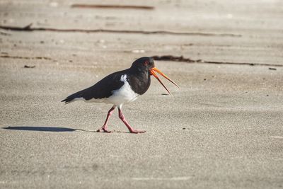 Bird perching on beach