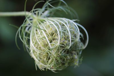 Close-up of white flowering plant