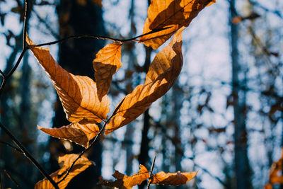 Close-up of maple leaf on branch