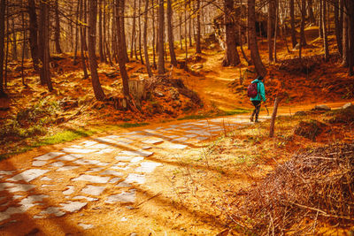 Rear view of man walking in forest