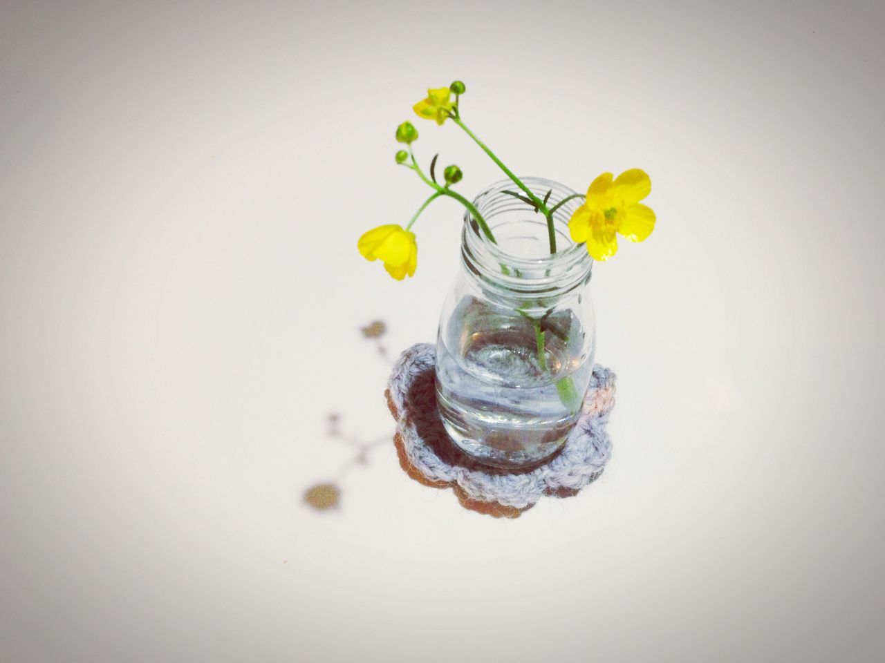 studio shot, white background, flower, freshness, still life, close-up, fragility, glass - material, copy space, indoors, table, vase, yellow, transparent, water, no people, stem, petal, decoration, wall - building feature