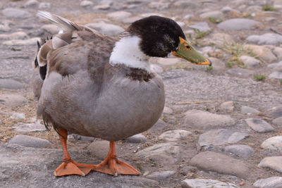 Close-up of ducks on rock