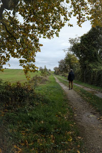 Rear view of man walking on footpath by trees