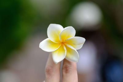 Close-up of hand holding frangipani