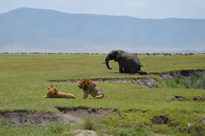 Lions and elephant on grassy field against mountain