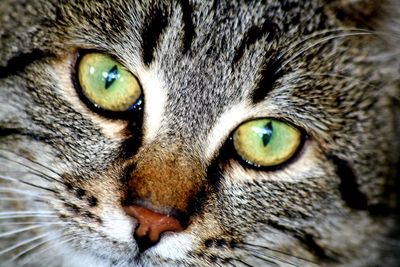 Close-up portrait of a cat