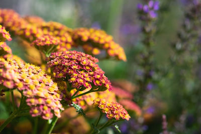 Close-up of yellow flowering plant