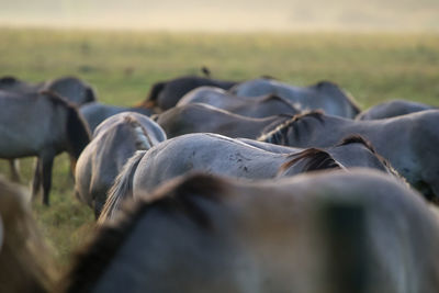 Wildebeest standing on field