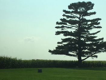 Tree on field against sky