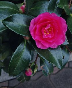 Close-up of pink rose