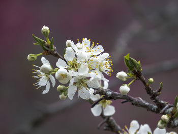 Close-up of white cherry blossom tree