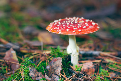 fungus