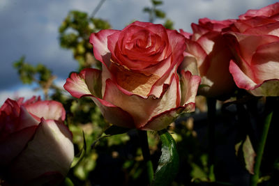 Close-up of rose plant