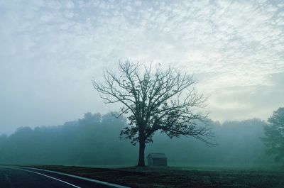 Bare tree by road against sky