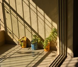 Potted plants on railing of building