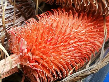 High angle view of fish in basket