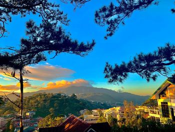 Trees and buildings against blue sky