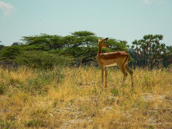 Deer standing on field against sky